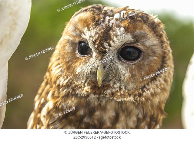 tawny owl or brown owl, Strix aluco, front view, captive bird, taken in Zahara, Andalusia, Spain
