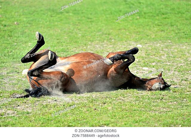 Pferd wälzt sich auf einer Weide / Horse rolling on a pasture