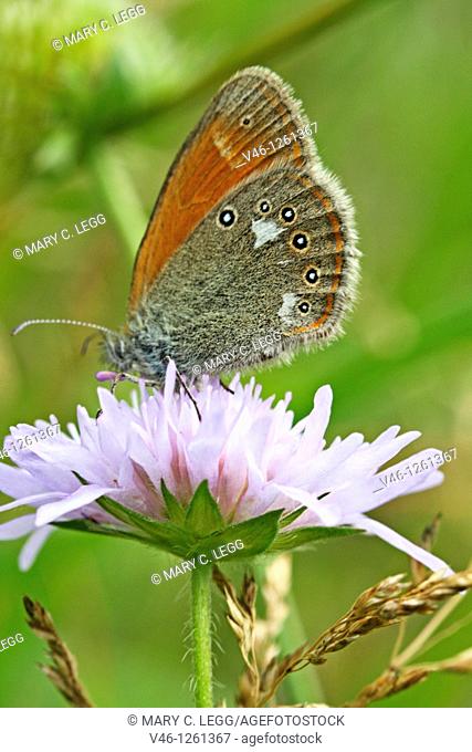 Chestnut Heath, Coenonympha glycerion on pink scabious
