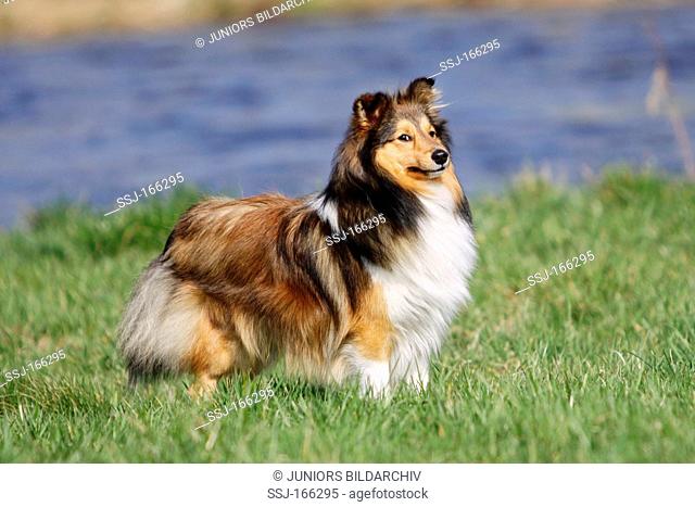 Sheltie dog - standing on meadow