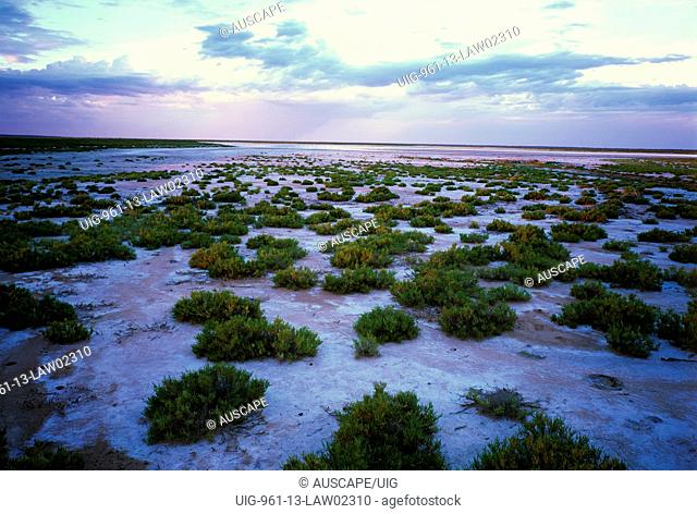 Salt flats of Lake Wyara with samphire, Currawinya National Park, western Queensland, Australia