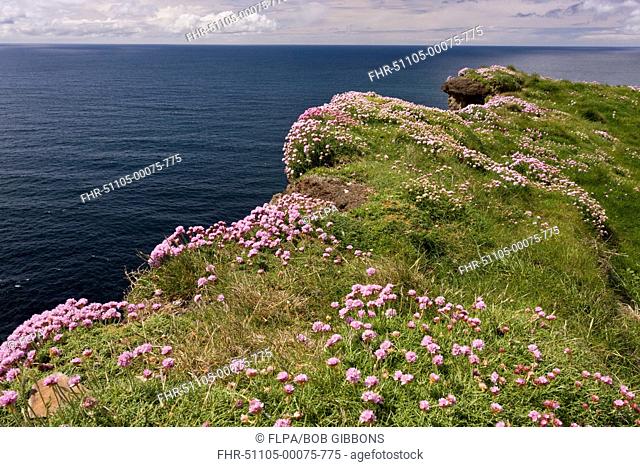 Thrift (Armeria maritima) flowering mass, growing on clifftop, Cliffs of Moher, The Burren, County Clare, Ireland, May
