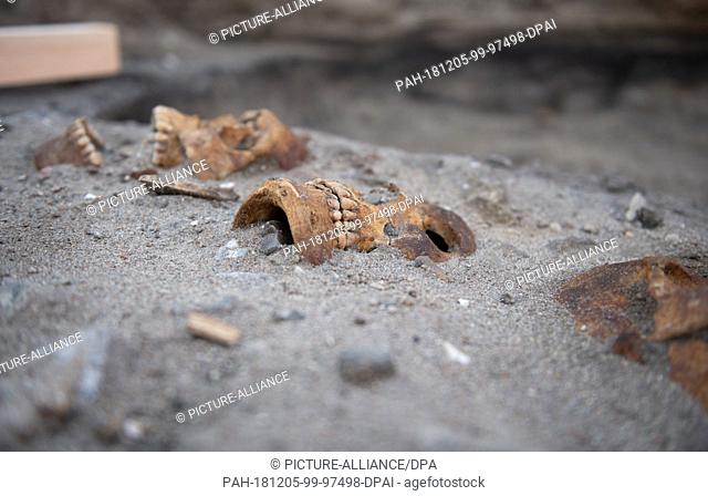 05 December 2018, Schleswig-Holstein, Fehmarn: Three skulls lie in the ground at the Flüggerteich campsite. After the mysterious discovery of human bones on a...