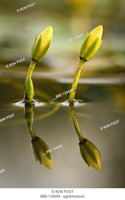 Two buds of Fringed Waterlily reflecting in the water of a newly dug brook, De Doorbraak From a low view
