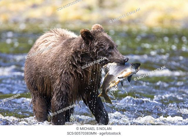 A young Brown Bear Ursus arctos fishing for pink salmon near the salmon weir at Pavlof Harbor on Chichagof Island in Southeast Alaska