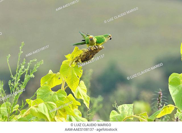 Peach-fronted Parakeet (Aratinga aurea) eating seeds of sunflower in the Cerrado vegetation near Serra da Canastra National Park, Minas Gerais State