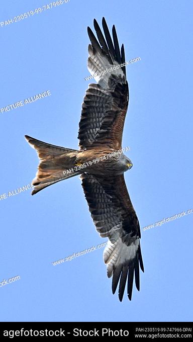 17 May 2023, Brandenburg, Groß Schauen: A red kite (Milvus milvus) flies in the blue sky above the Sielmanns Naturlandschaft Groß Schauener Seen