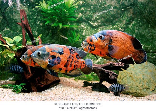 Tiger Oscar Fish, astronotus ocellatus, Adults