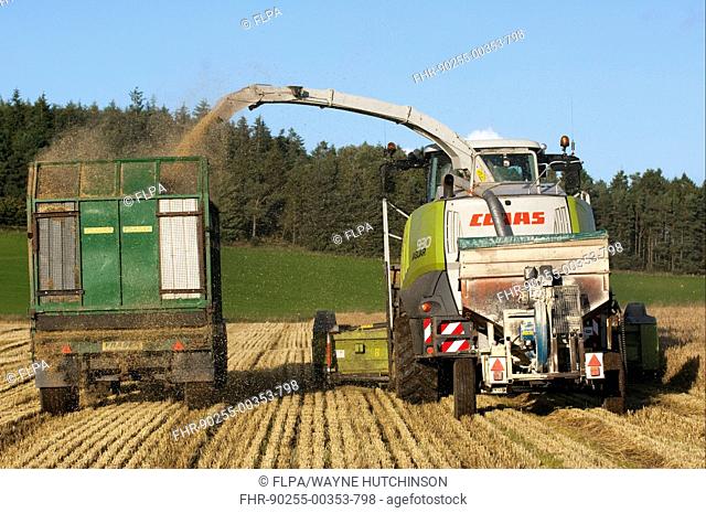 Claas forage harvester unloading into tractor with trailer, making alkalage with wholecrop cereals for animal feed, Cumbria, England, september