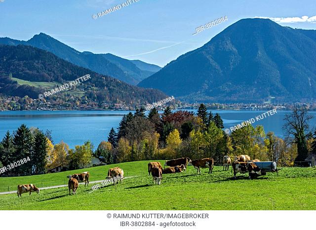 Cows on a pasture, Tegernsee lake with Wallenberg mountain, Upper Bavaria, Bavaria, Germany