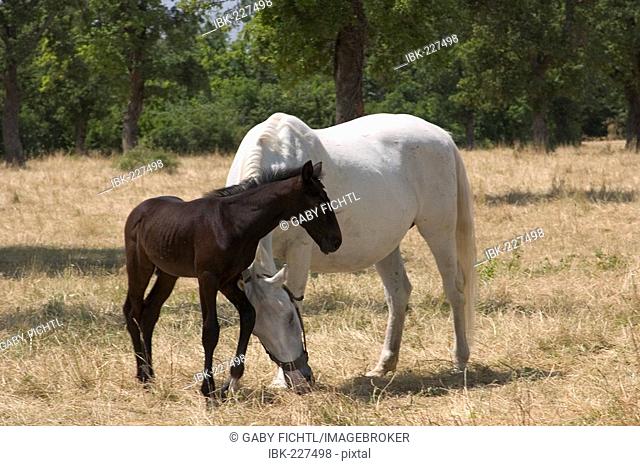Lipizzan and foal (Equus przewalskii f. caballus), Lipica stud ranch, Slovenia, Europe