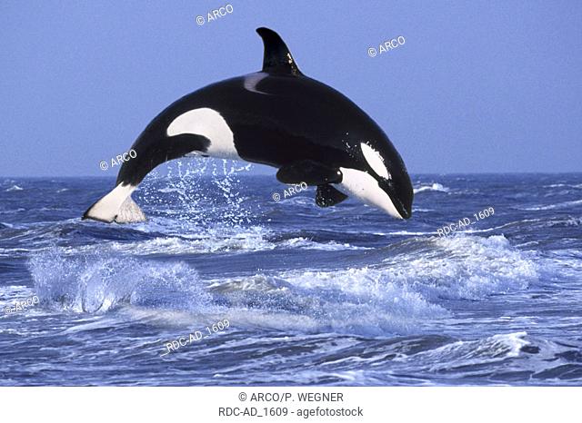 Orca Orcinus orca