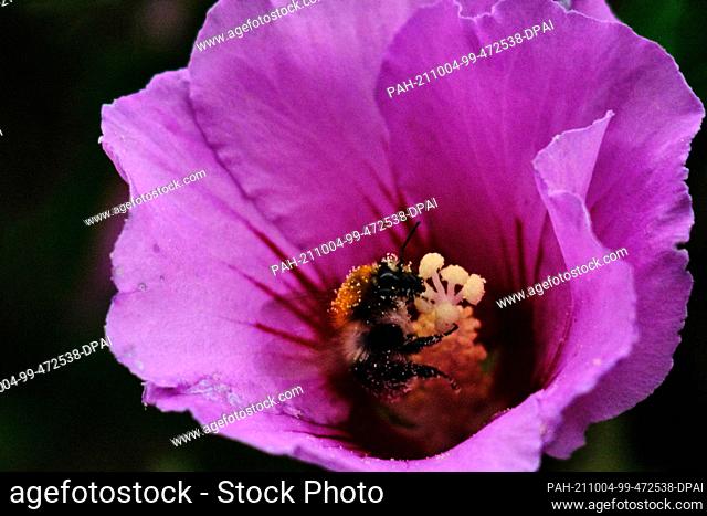 26 August 2021, Lower Saxony, Brunswick: A bumblebee, covered in pollen, buzzes around a flower of a garden hibiscus (Hibiscus syriacus) also called shrub...