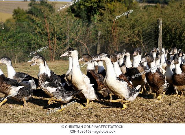 domestic ducks, Martin Neuf farm, Larresingle, around Condom, Gers department, Midi-Pyrenees, southwest of France, Europe