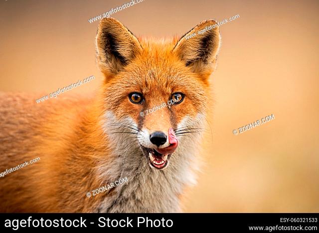Close-up of head of a red fox, vulpes vulpes, looking straight to the camera licking lips. Detail of predator staring forward looking for a prey