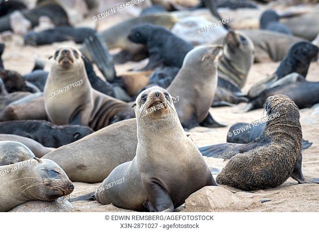 Cape fur seals resting at the Cape Cross Seal Reserve, located in Namibia, Africa