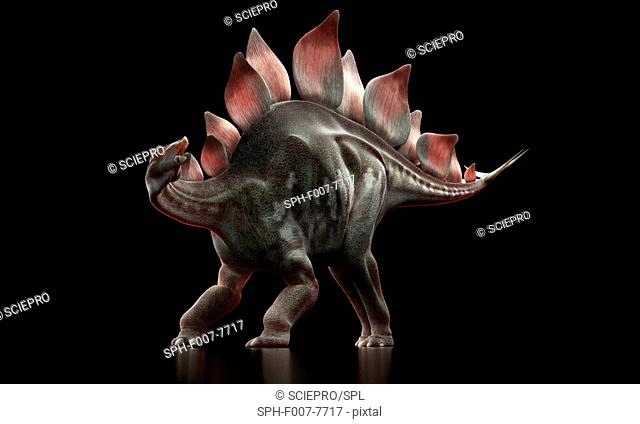 Stegosaurus dinosaur, computer artwork