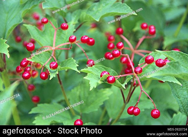 Ripe fruits of guelder-rose hang on branches. Ripe fruits of viburnum. Clusters of red ripe guelder-rose. Crop of viburnum