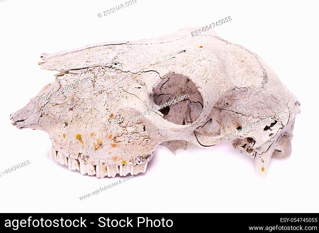 Close view of a skull of a sheep isolated on a white background