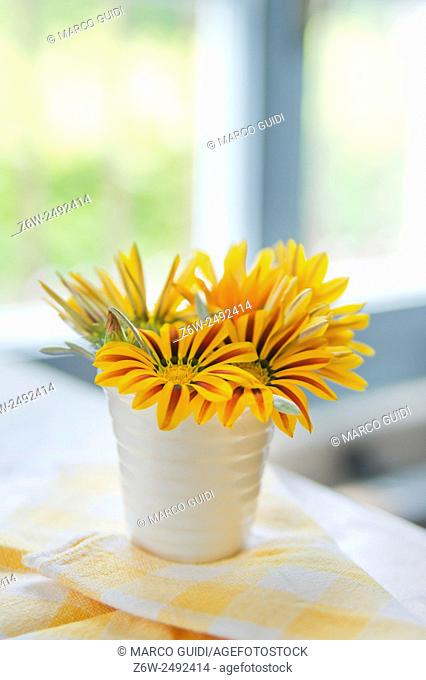 Summer flowers from the garden daisy yellow Dimorfoteca