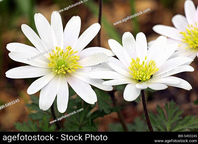 Balkan anemone 'White Splendour', grecian windflower (Anemone blanda), Balkan anemone, Balkan anemone