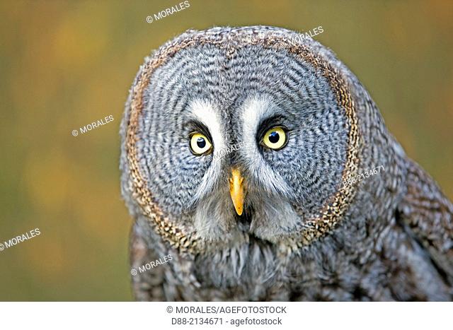 France, Loiret, Sologne, Great Grey Owl or Great Gray Owl (Strix nebulosa)