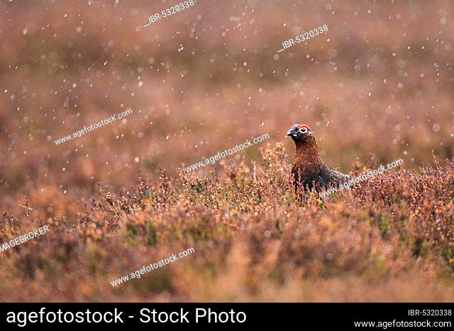 Red Grouse ( Lagopus lagopus scoticus) Rain, Cairngorms National Park, Scotland, United Kingdom, Europe