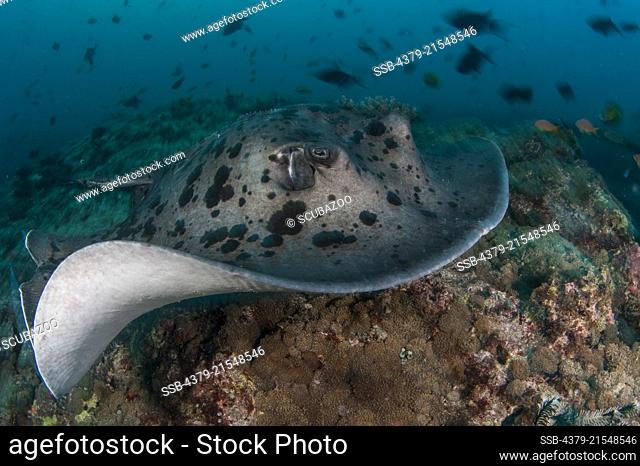 Blotched Fantail Ray, Taeniura meyeni, swimming along the seabed, South Ari Atoll, Maldives, Indian Ocean