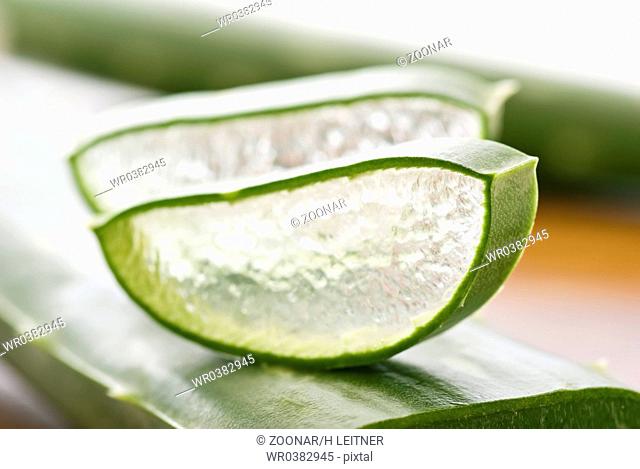 Aloe leaves with cut aloe slice as closeup on white background