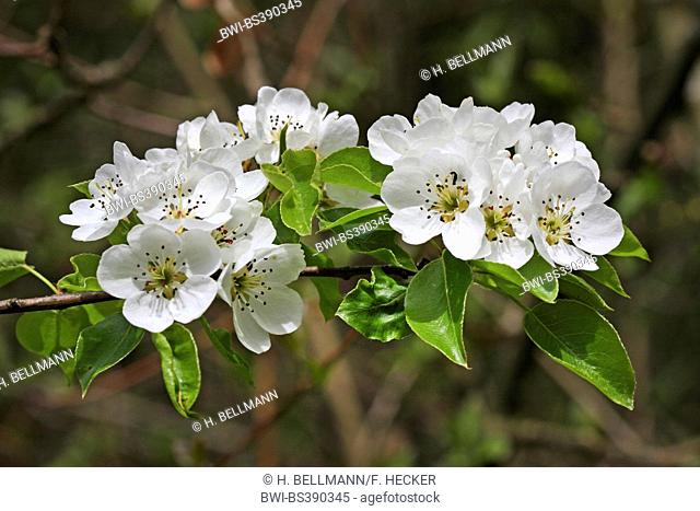 European Wild Pear, Wild Pear (Pyrus pyraster), blooming branch, Germany