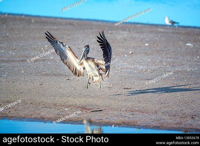 Brown pelican (Pelecanus occidentalis) starting flight, Sanibel Island, J.N. Ding Darling National Wildlife Refuge Florida, USA