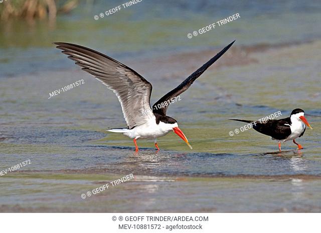 African Skimmer - pair standing in shallow water - one with wings raised (Rynchops flavirostris). Okavango River - Botawana