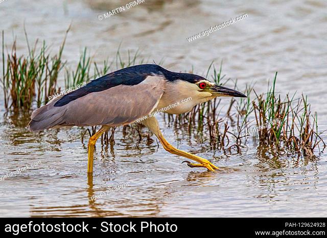 Black-crowned Night Heron (Nycticorax nycticorax) adult foraging in shallow water, Mallorca, Spain | usage worldwide. - /Mallorca/Spain