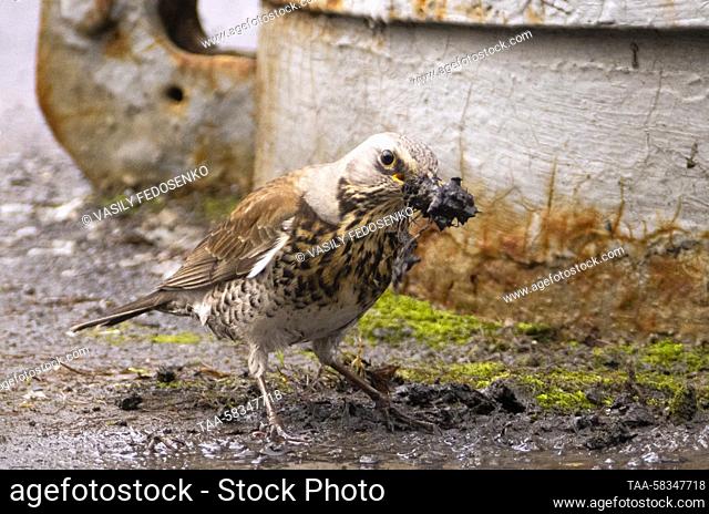 RUSSIA, MOSCOW - APRIL 11, 2023: A fieldfare builds a nest in Moscow's Victory Park. Vasily Fedosenko/TASS