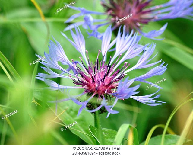 Bluete einer Bergflockenblume / Centaurea montana / bloom from a Perennial Cornflower