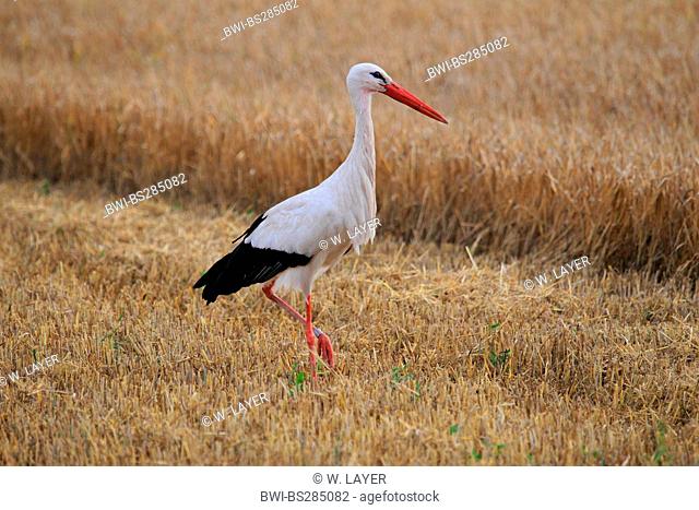 white stork (Ciconia ciconia), in stubble field, Germany