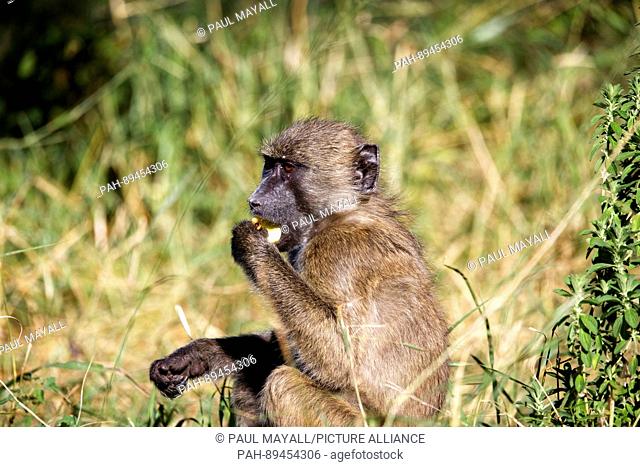 Chacma Baboon ( Papio ursinus ) eating fruit, Kruger National Park, South Africa | usage worldwide. - /South Africa/South Africa