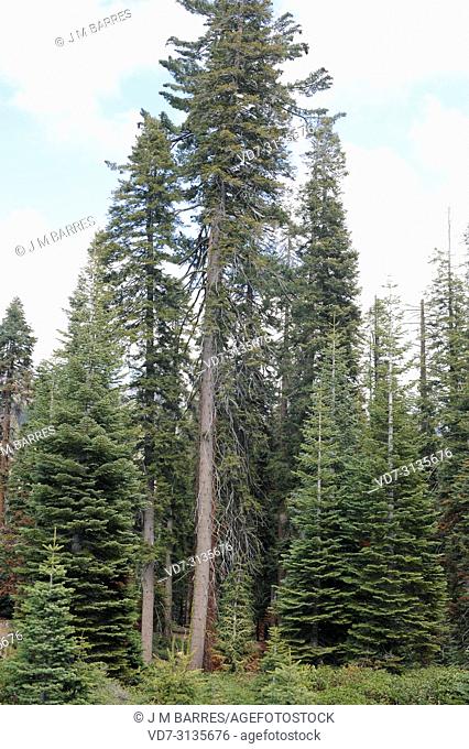 Sugar pine (Pinus lambertiana) and white fir (Abies concolor) are a coniferous trees native to western North America from Oregon to Baja California