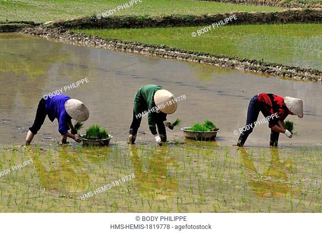Vietnam, Bac Kan Province, Ba Be National Park, Ba Be Lake, planting paddy rice, spring season