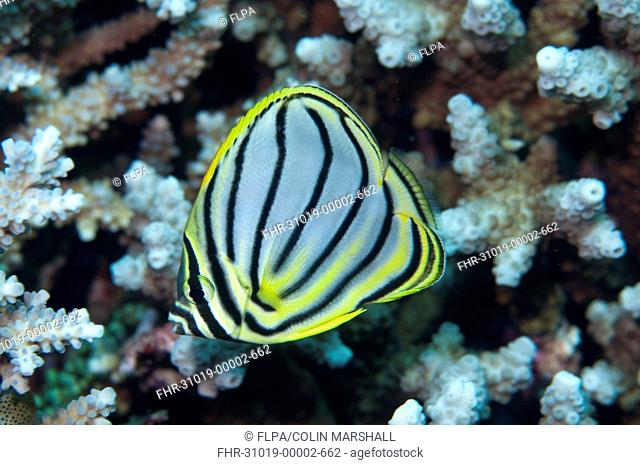 Ornate Butterflyfish Chaetodon ornatissimus adult, swimming in reef, Uhak Reef, Wetar Island, Barat Daya Islands, Lesser Sunda Islands, Maluku Province
