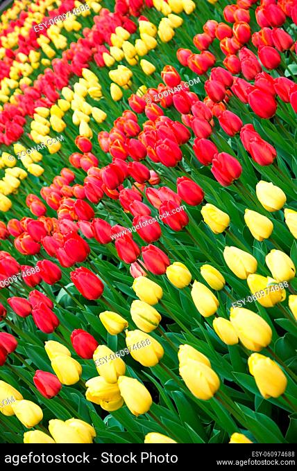 Colorful tulips in spring. Tulip field, red and yellow