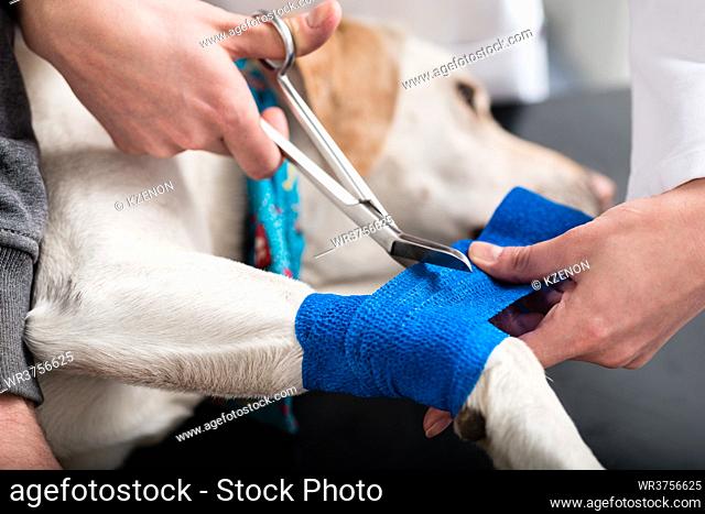 Close-up of a veterinarian taking care of injured dog