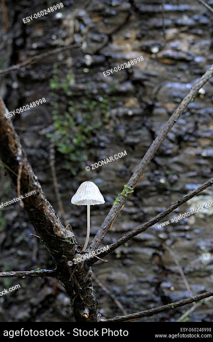 Mushroom on the forest floor, Vancouver Island, British Columbia, Canada