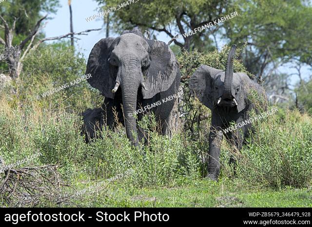 African elephants (Loxodonta africana) smelling the safari vehicle in the Gomoti Plains area, a community run concession