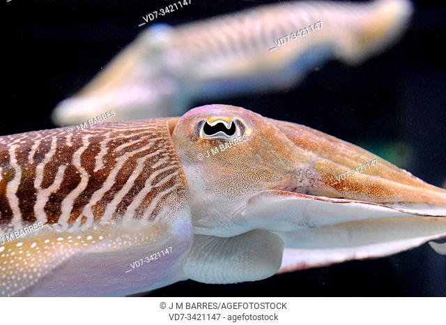 Common cuttlefish (Sepia officinalis). Eye detail