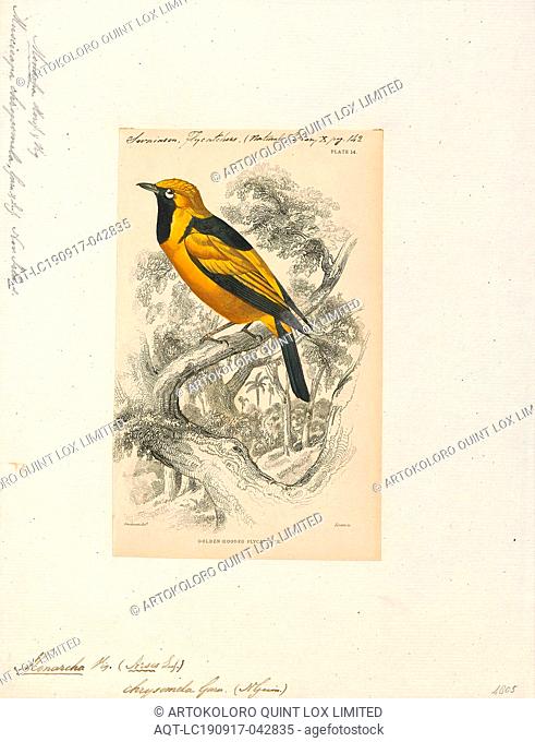 Monarcha chrysomela, Print, The golden monarch (Carterornis chrysomela) is a species of passerine bird in the family Monarchidae found in New Guinea