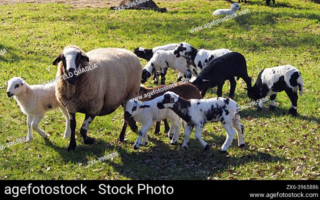 Lambs with sheep. Olost village countryside. Lluçanès region, Barcelona province, Catalonia, Spain.