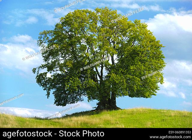 perfect single beech tree in meadow at spring