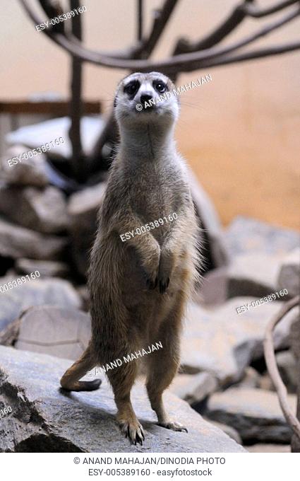 Slender tailed meerkat in Smithsonian National Zoo ; Washington D.C. ; USA United States Of America