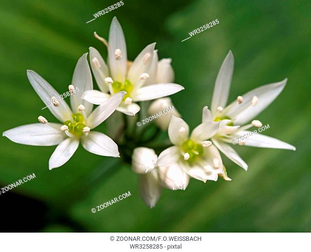 Bärlauch im Blütenstand (Allium ursinum)